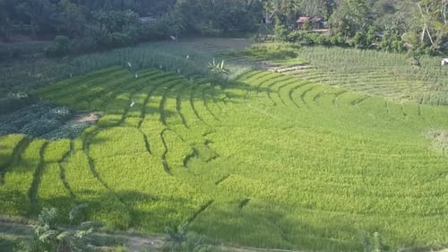 Stepped Rice Terraces in Rural Field of Tropical Sri Lanka