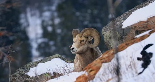 Frontal shot of adult bighorn sheep lying down on snowy hill next to rock