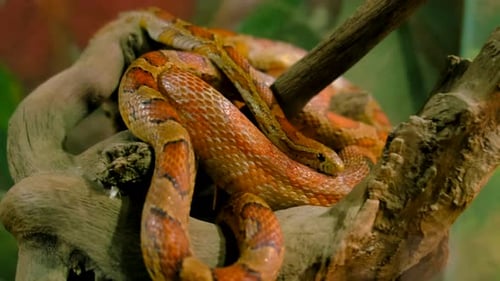 Orange Corn Snake Coiled Around Tree Branch