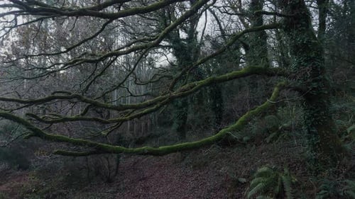 Mossy Branches Of Bare Trees In The Forest In San Crimenzo, Dumbría, Spain - Drone Shot