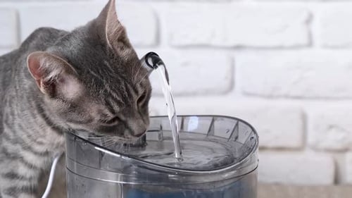 Closeup of gray striped European cat drinking from pet fountain