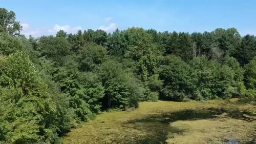 Drone recule au-dessus d'un étang envahi par la végétation
