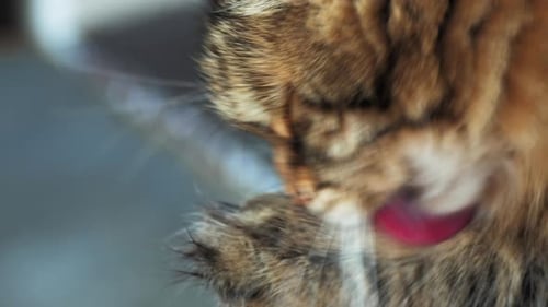 Close-Up of Tabby Cat Grooming Fur
