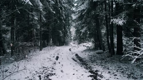 Alaska Forest Road Background