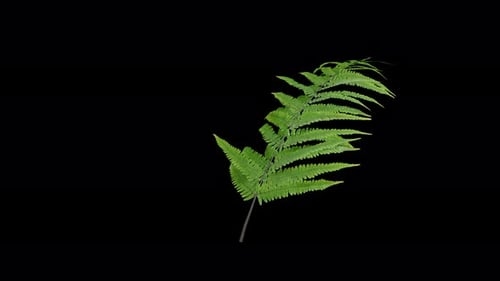 Fern plant gently swaying in a warm summer breeze with natural