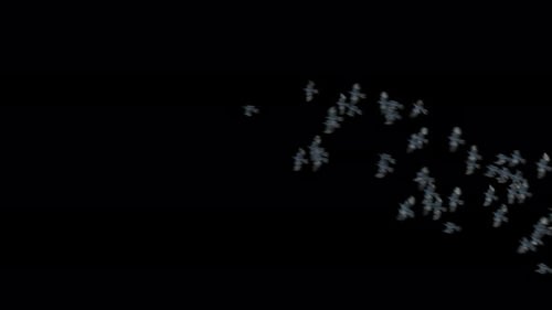 Flock of Birds Flying Slowly Across Screen with Alpha Channel