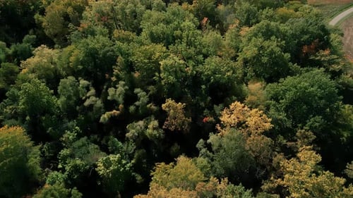 Frühherbst im Wald Luftbild von oben nach unten