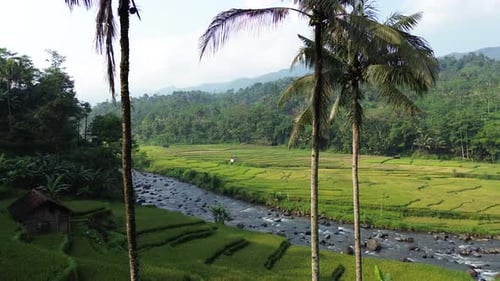 Aerial view of rice terraces and a river running in Pekalongan, Indonesia