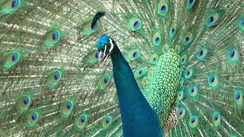 Male Peacock Showing Its Tail Feathers With Vibrant Colors. Close-up Shot