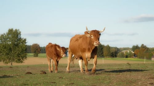 A young calf follows a mother cow through a picturesque pasture on a farm.