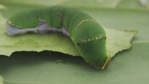 Caterpillar Insect On Green Leaf Eating C0417 A