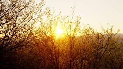 Der goldene Sonnenuntergang hinter den Ästen der Bäume sorgt für einen friedlichen und ruhigen Moment in der Natur
