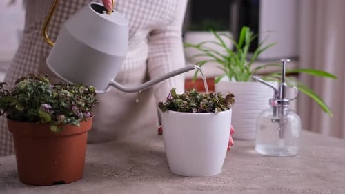 House Gardening Woman Watering of Callisia Repens Plant in a Pot at Home