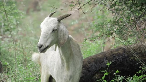 Goat Chewing Food in Grassy Rural Environment