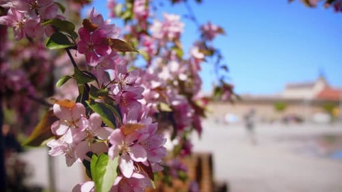 Blooming Blossoms Frame City Square on Sunny Day