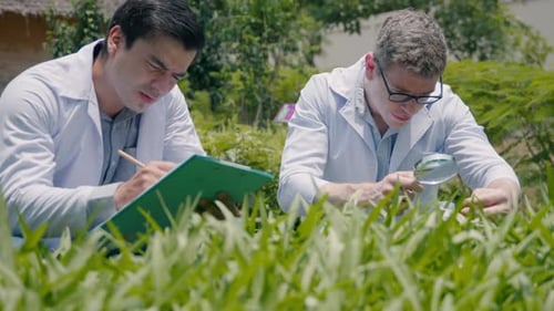 Scientists Studying Plants in Field with Magnifying Glass