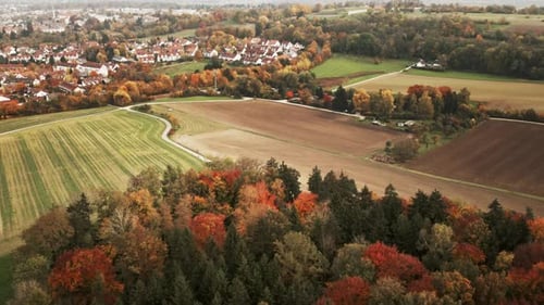 Golden Woods and Village Fields in Autumn