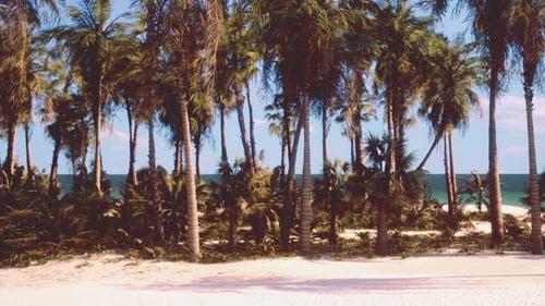 Ein tropischer Strand mit Palmen und kristallklarem Meerwasser