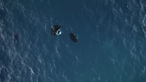 Graceful Manta Rays Swimming In Deep Blue Ocean