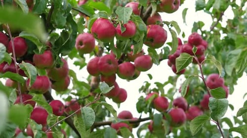 Ripe Apples in the Apple Orchard Before Harvesting Big Red Delicious Apples Hanging From a Tree