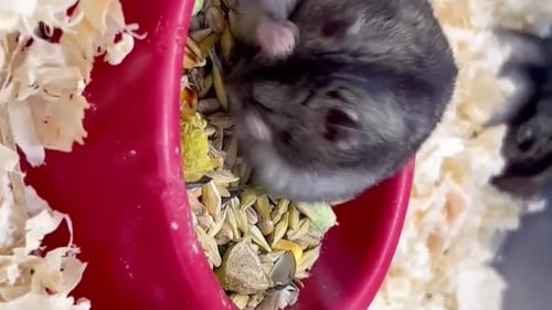 Hamster Eating in a Bowl