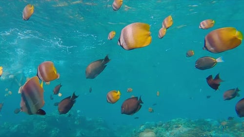 Coral Reef with a Lot of Fish Bali Indonesia