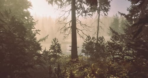 Mystical Morning Light Filters Through Dense Forest Foliage at Dawn