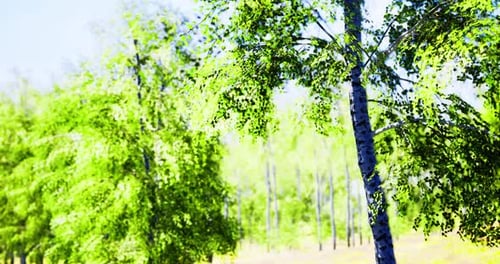 Bright and Sunny Day Among Lush Green Trees in a Serene Forest Landscape