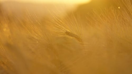 Wheat Field at Sunset