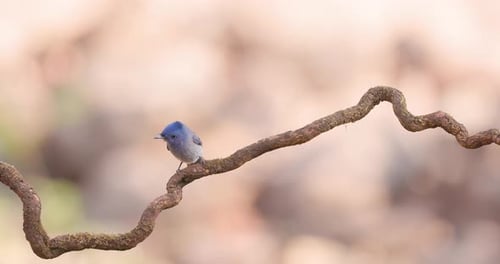 Elegant Azure Black-naped Monarch lands on a forest perch, scans the area, and swiftly takes flight.