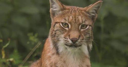 The Eurasian lynx (Lynx lynx) in the forest.