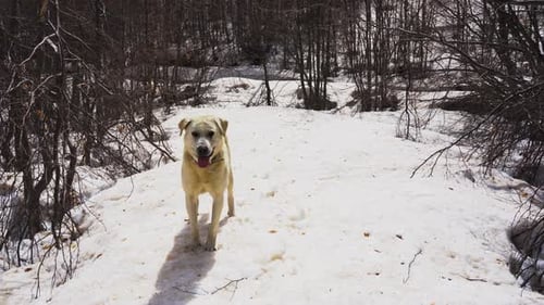White dog in snow watching around the forest on a sunny day in spring