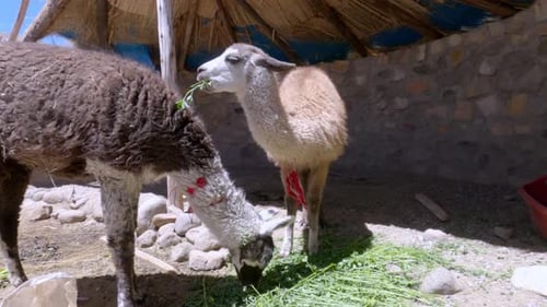 Two Llamas Eating Green Grass Inside Enclosure