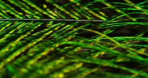 close up or macro of a colorful peacock feather with a drop resting on. The peacock feather full o