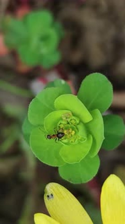 Macro Focus On Ant’s Detailed Body Uhd