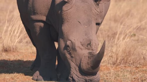 Nahaufnahme eines weißen Nashorns, das im trockenen afrikanischen Savannengras weidet.