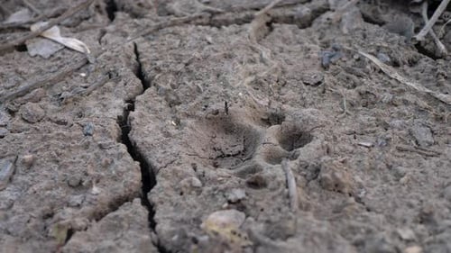 Dry, Cracked Mud with Animal Footprint