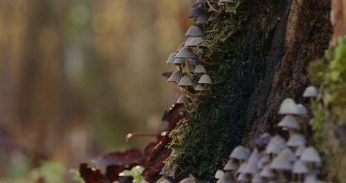 Mushroom fungi growing on tree trunk. video of camera tilting up to reveal beautiful fungi growing o