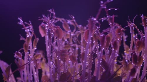 Close Up of Sprouts with Water Droplets and Lights