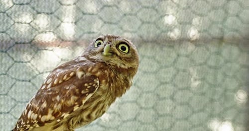 Eine kleine Eule mit ausdrucksstarken Augen sitzt auf einem Holzstumpf in einem Vogelschutzgebiet, umgeben von Schutzwäldern