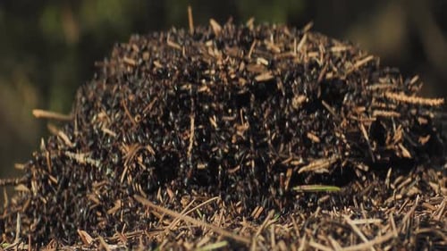A collective of ants forms an anthill. An anthill in the forest. Spring rebirth of red ants. Masses
