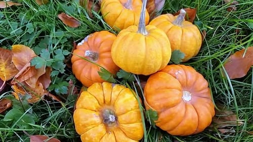 Various miniature pumpkins piled on grassy garden lawn surrounded by colourful fall leaves