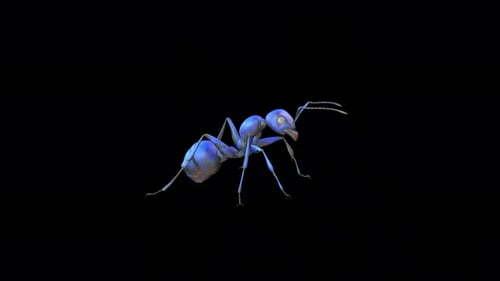 ant Caution