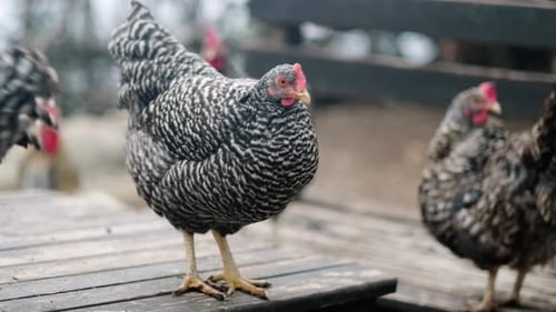Portrait Poultry Chicken on Farm in Nature Hens in Free Range Farm Chickens Walking in the Farm Bird