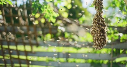Small Wild Bee Swarm on Tree Branch