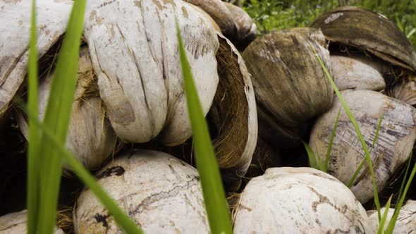 Pile of Cracked Coconut Shells Fallen Outdoors On Grass. Close up ...