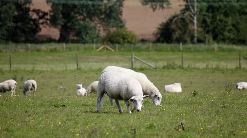 Sheep in a Field