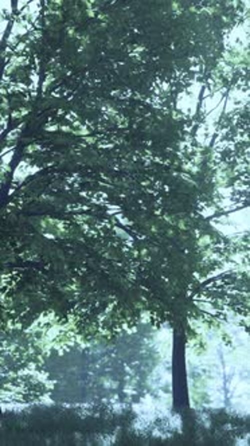 A Serene Landscape with Trees in a Lush Green Field