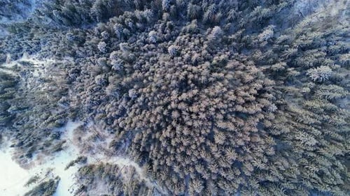 Birdseye view, frost covered woodland, Polish woodland scenery
