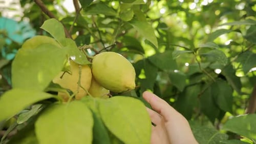 Three Ripe Lemons Hang on a Branch